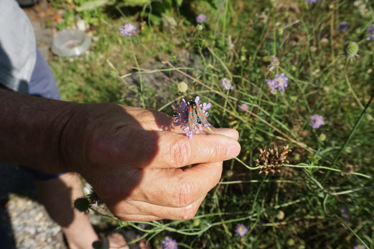 Hand hält Schmetterling